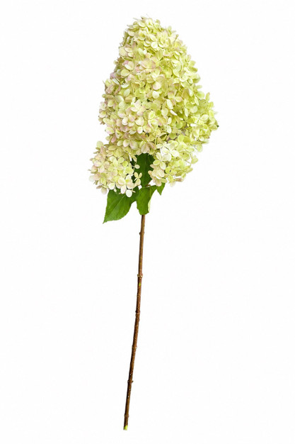 Hydrangea Paniculata Limelight Light Green - 5st