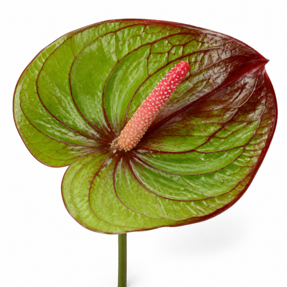 Anthurium Absolute (Box)