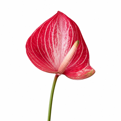 Anthurium Caldonia red and pink cut flower with white veining and long green stem on a white background