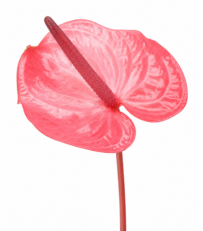 Anthurium Candy glossy candy-pink cut flower with raspberry-pink spadix and long stem on a white background