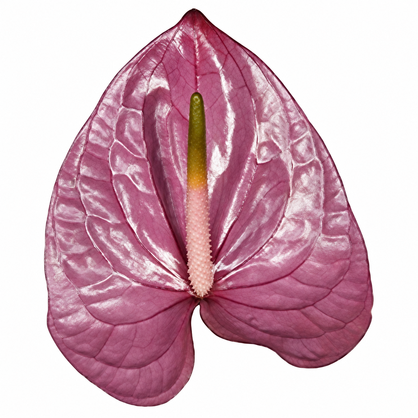Anthurium Kaleo glossy lilac-purple heart-shaped bloom with natural mauve veining and a pale pink to yellow-green spadix on a white background