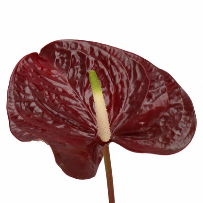 Anthurium Showtime glossy burgundy-brown bloom with natural veining, a cream and yellow-green spadix, and its stem extending off the bottom on a white background