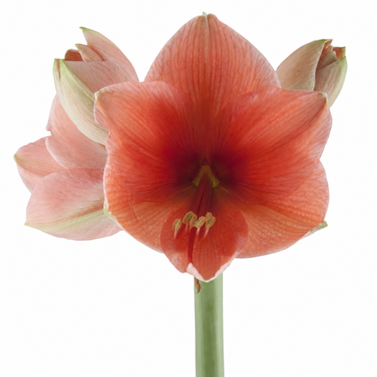 Amaryllis Desire with salmon-coral trumpet-shaped flowers, deeper centers and a green stem on a white background