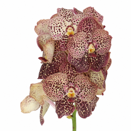 Vanda Sunanda Ocelot Sangria cut orchid with burgundy-purple spotted creamy-yellow blooms and a green stem on a white background