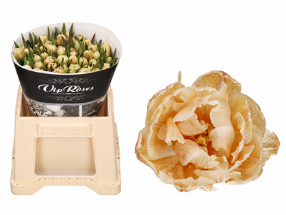 VIP Roses Dyed Double Soft Caramel tulips with cream and caramel-veined double petals, shown with the branded sleeve and bucket.
