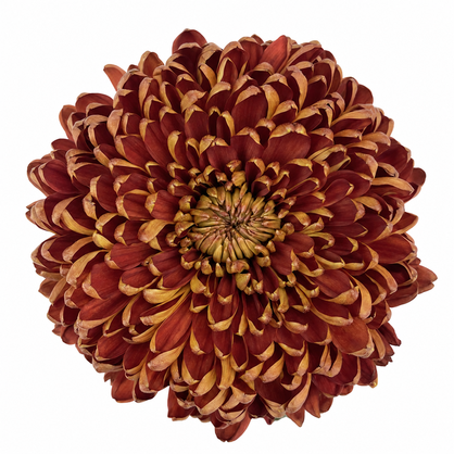 Disbud Cremon Chestnut chrysanthemum with dense chestnut-bronze petals and curled golden edges on a white background.