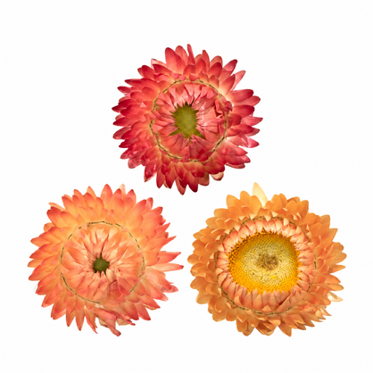 Strawflower Apricot Mix with peach, apricot-orange and coral papery blooms on a white background