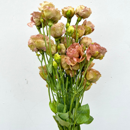 light brown lisianthus bunch