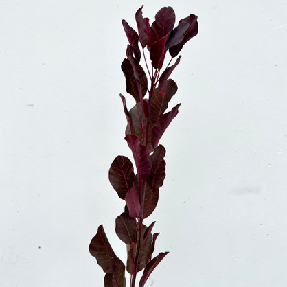 cotinus (smoke bush wig) foliage stem