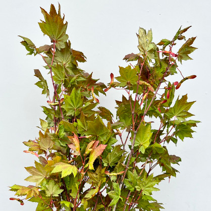 Maple Foliage Maple Foliage