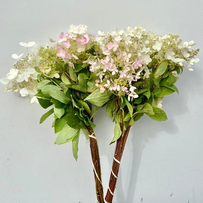 PeeGee Hydrangea - 7st