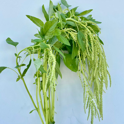 Amaranthus Hanging Green CA-Grown - 5 st