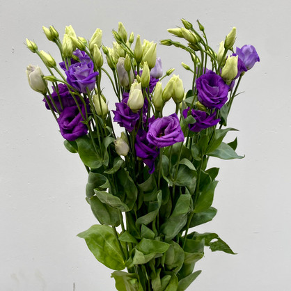Lisianthus Bohemian Mocha - 5st. - Ramirez Wholesale Flowers Inc