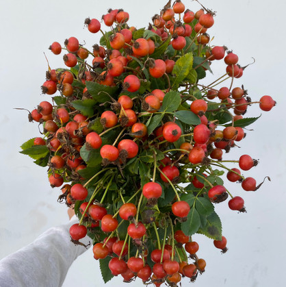 Rosehips  - 10st