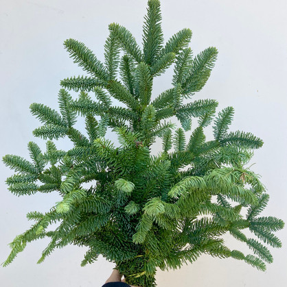 noble fir bunch for wholesale