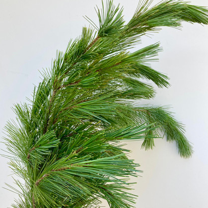 princess pine for wholesale princess pine for wholesale