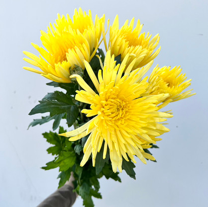 spider mums yellow