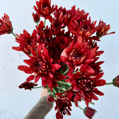 red cushion pom poms