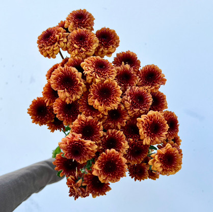 bronze button pom poms bronze button pom poms