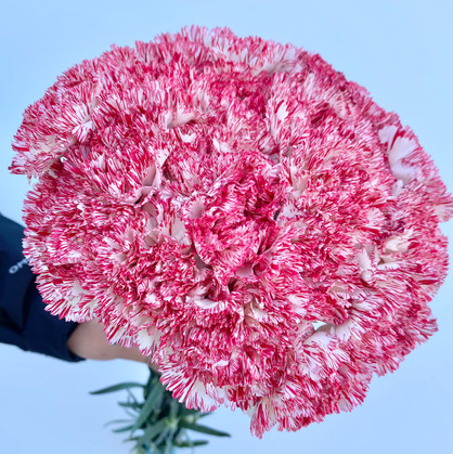 Carnations Peppermint - 25st