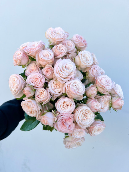 Seniorita Blush Roses - Farm Direct Delivery