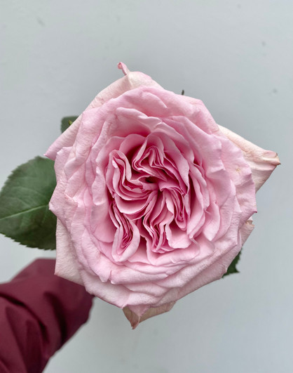 ROSE☆ROSE Pink X-Pression Roses - 25st. - Ramirez Wholesale Flowers Inc