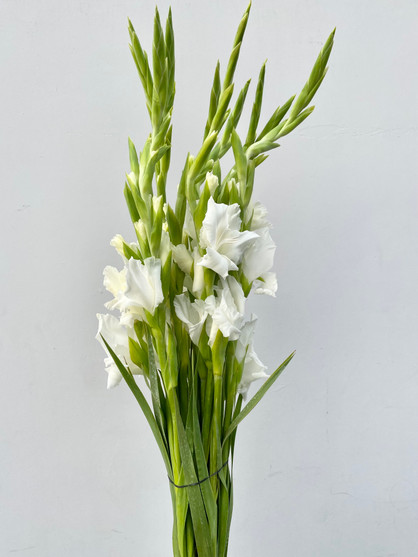 Glad-A-Way White CA-Grown (gladiola) - 10st
