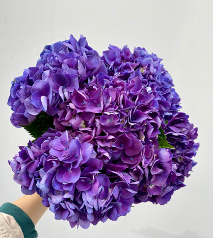 Hydrangea Royal King - 5st. - Ramirez Wholesale Flowers Inc