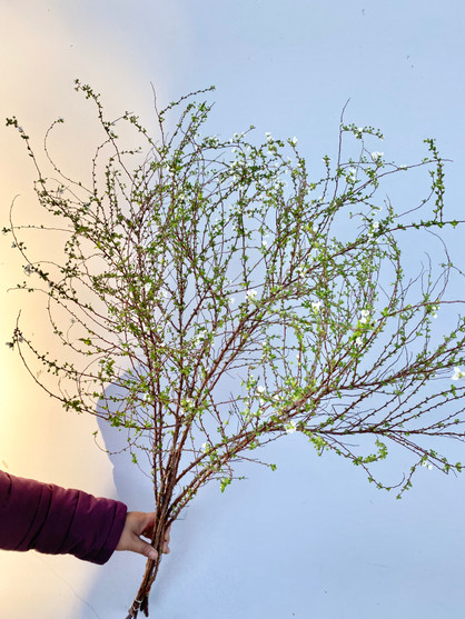 Spiraea Thunbergii - 5st