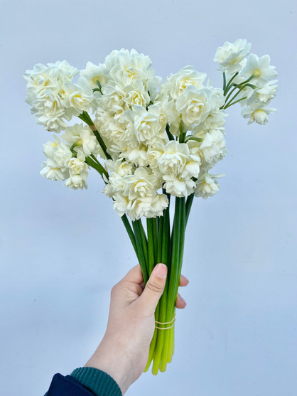 Narcissus Double White - 10st