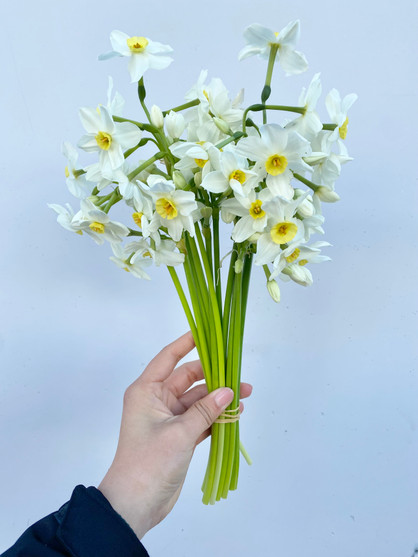 Narcissus White - 10st