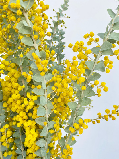 Mimosa (Ca-Grown) - 10st