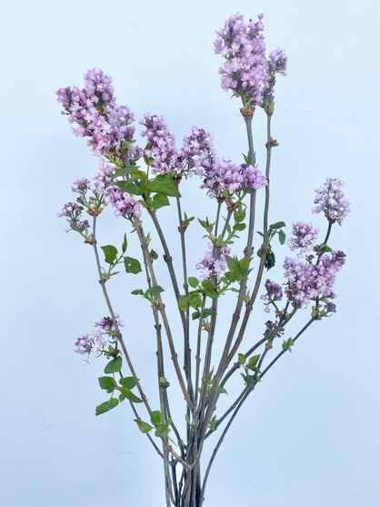Lilac Purple - 10st