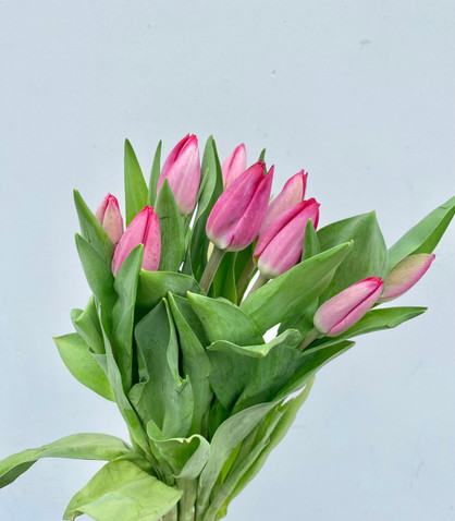 Tulips Hot Pink Valentine Boxlot - 30 bu. (300 st. total )