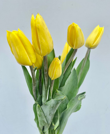 Tulips Yellow Boxlot  - 30 bu. (300 st. total)