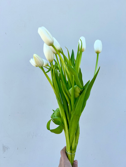 white tulips wholesale