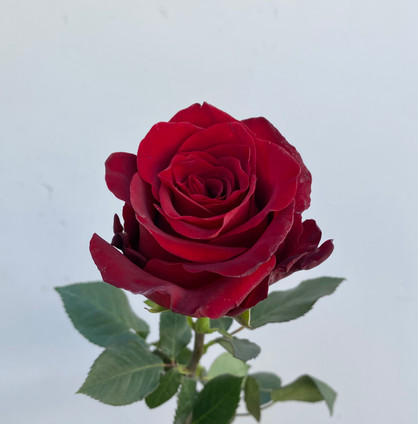 rose   22.5㎝ Esperance Roses - 25st. - Ramirez Wholesale Flowers Inc