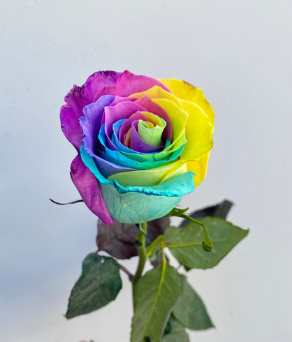 Rainbow Tint Rose - 25st. 