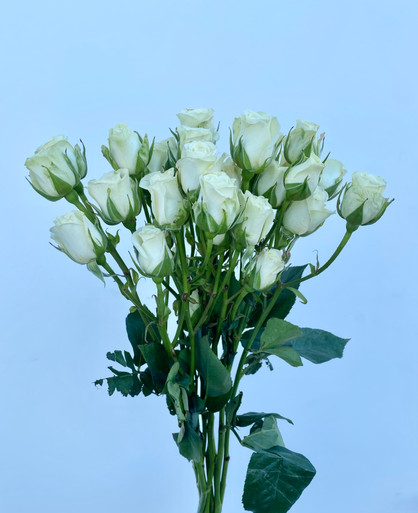 Spray Rose White Snowflake Box - 16 bunches (160 stems)