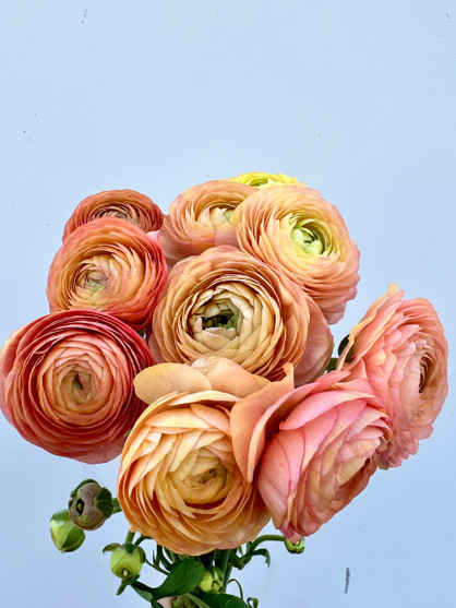 Peach Ranunculus - 50st. (5bu.)