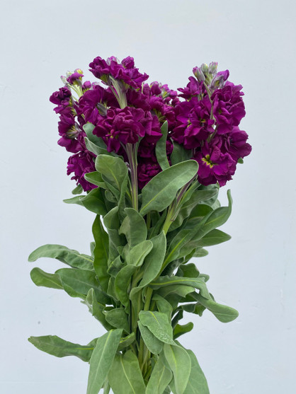 Stock Dark Purple CA-Grown - 50 stems (5bu.)