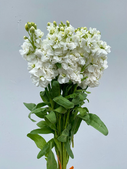Stock White CA-Grown - 50 stems (5bu.)