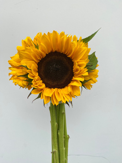 Sunflower Yellow California Grown