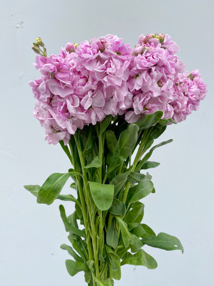 Stock Light Pink CA-Grown - 50 stems (5bu.)