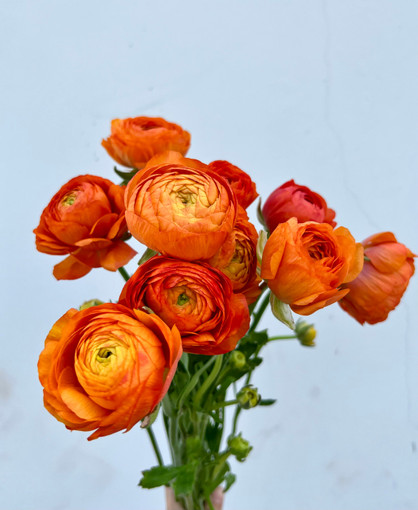 Orange Ranunculus - 50st. (5bu.)