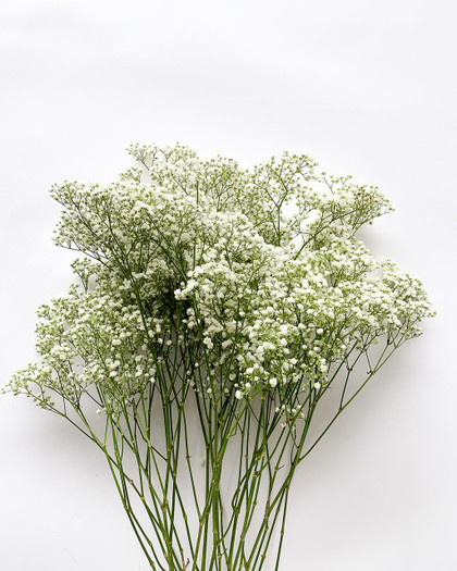 Excellence Gypsies (Baby’s Breath) - 35st (5bu.)