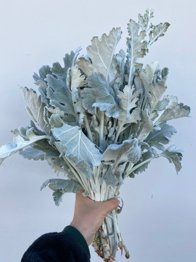 Dusty Miller CA-Grown- 50st. (5bu.)