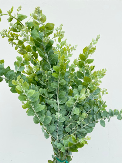Acacia Pearl CA-Grown -  10 stems