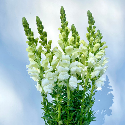 Snapdragon White CA-Grown - 50st (5bu.)