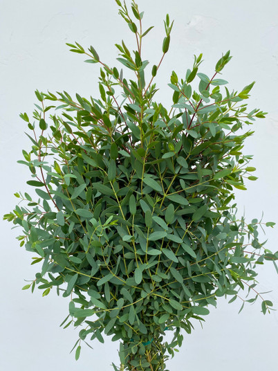 Parvafolia Eucalyptus CA-Grown - 50 stems (5bu.)